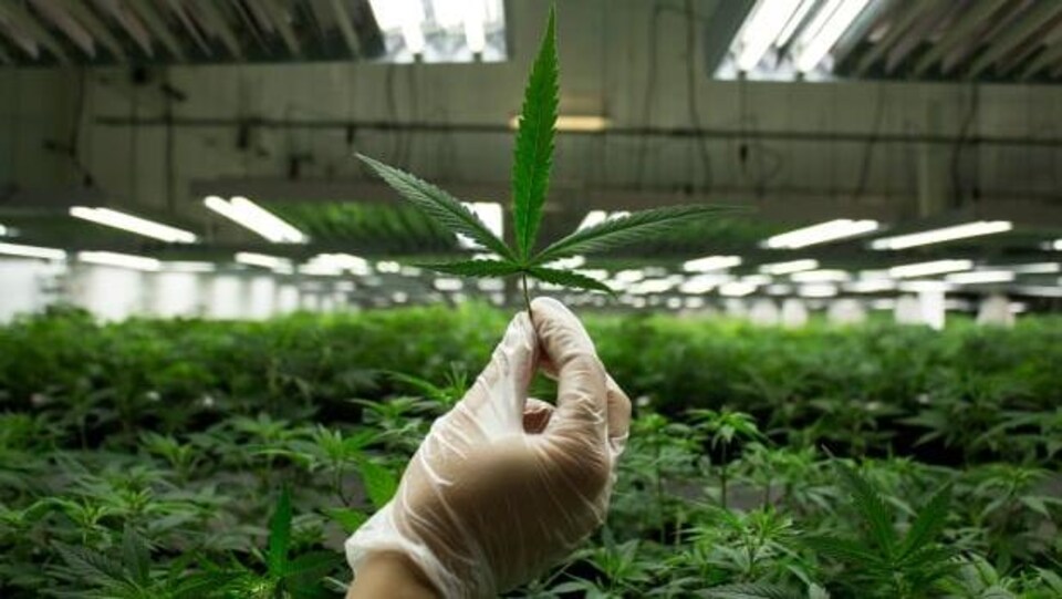 Une main gantée montre une feuille de cannabis dans une usine de production de cette plante.