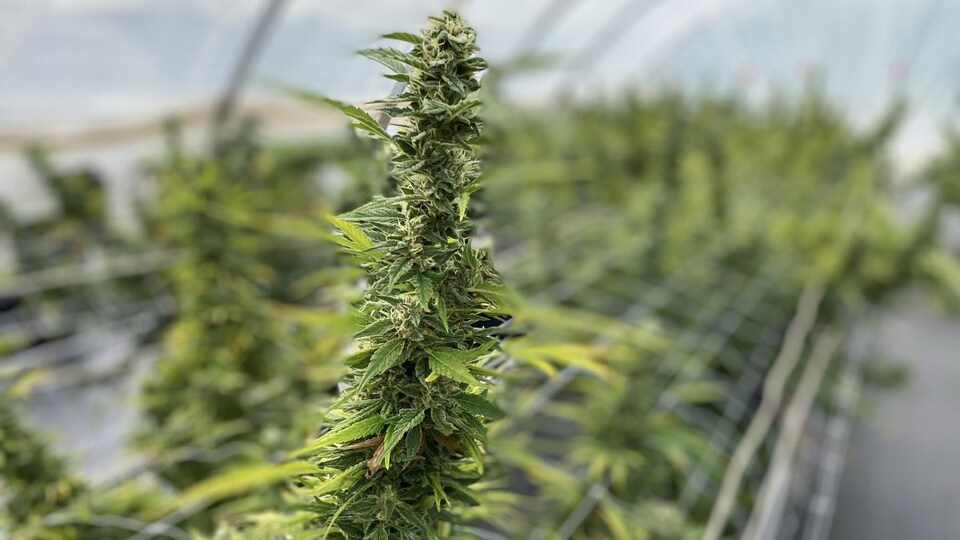 Le haut d'un plant de cannabis.