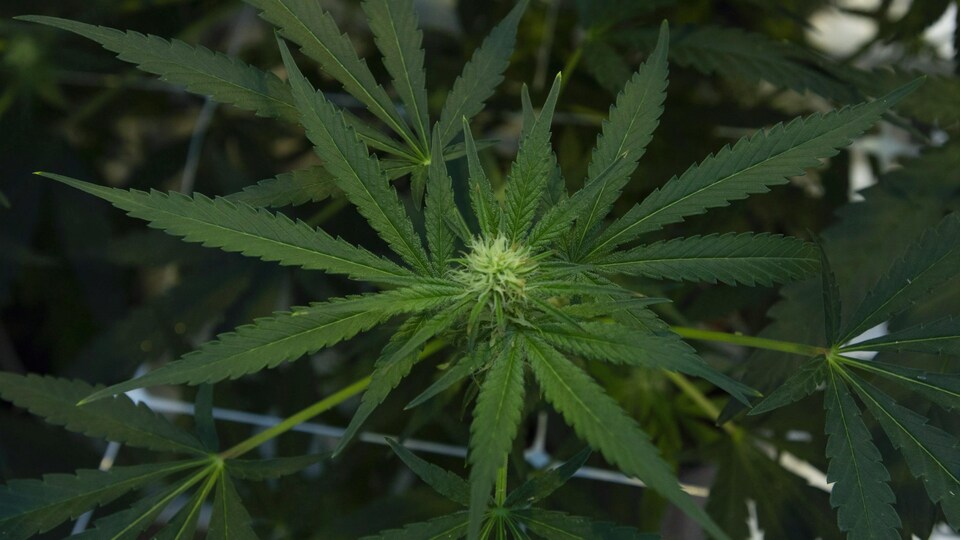 Un plant de cannabis.