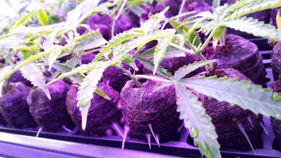 Des boutures de cannabis dans une serre intérieure.