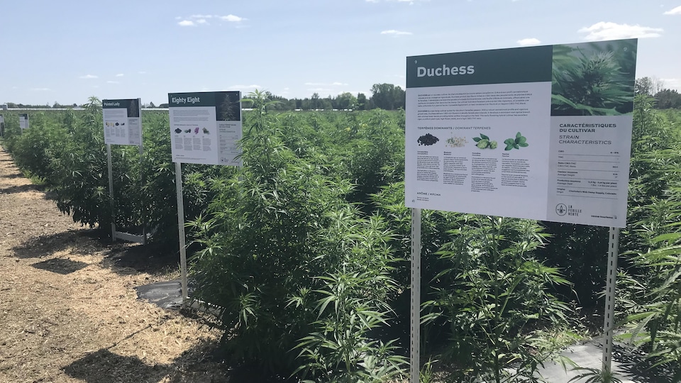 Des champs de cannabis.