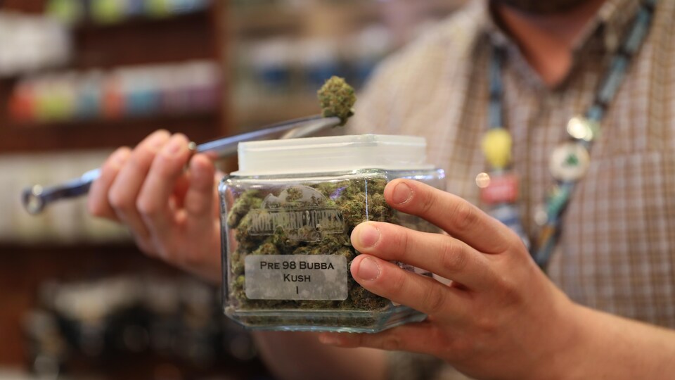 Un employé présente des cocottes de cannabis.