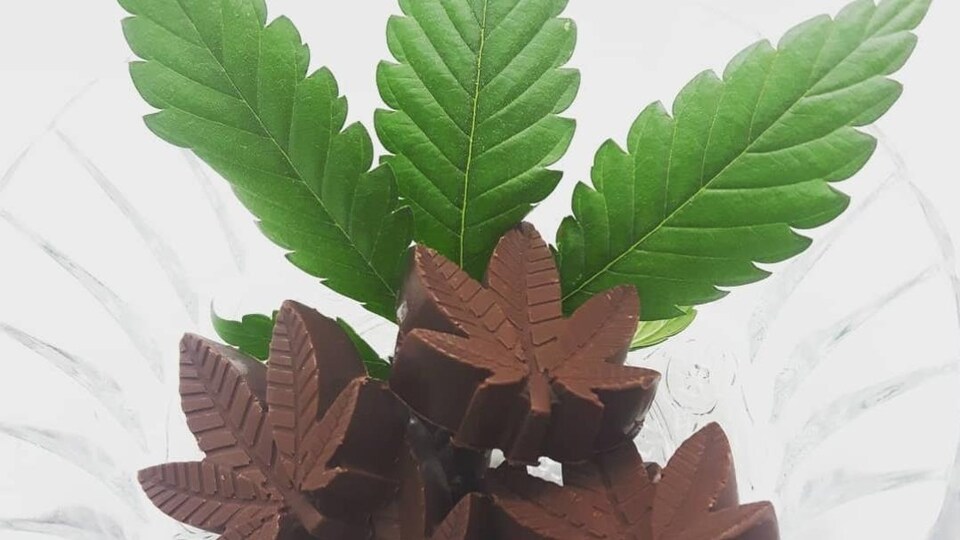 Un chocolat en forme de feuilles de cannabis est placé dans un vase, sur des vraies feuilles de cannabis. 