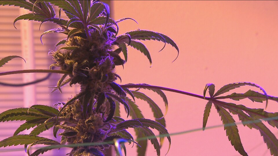 Un plant de cannabis cultivé dans une maison