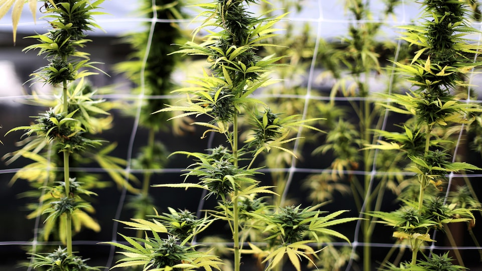 Rangées de plants de cannabis qui poussent.