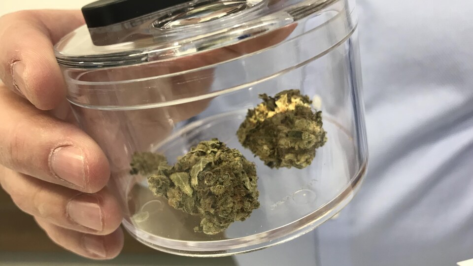 Gros plan sur un échantillon de cannabis dans un petit pot en verre tenu par une main.