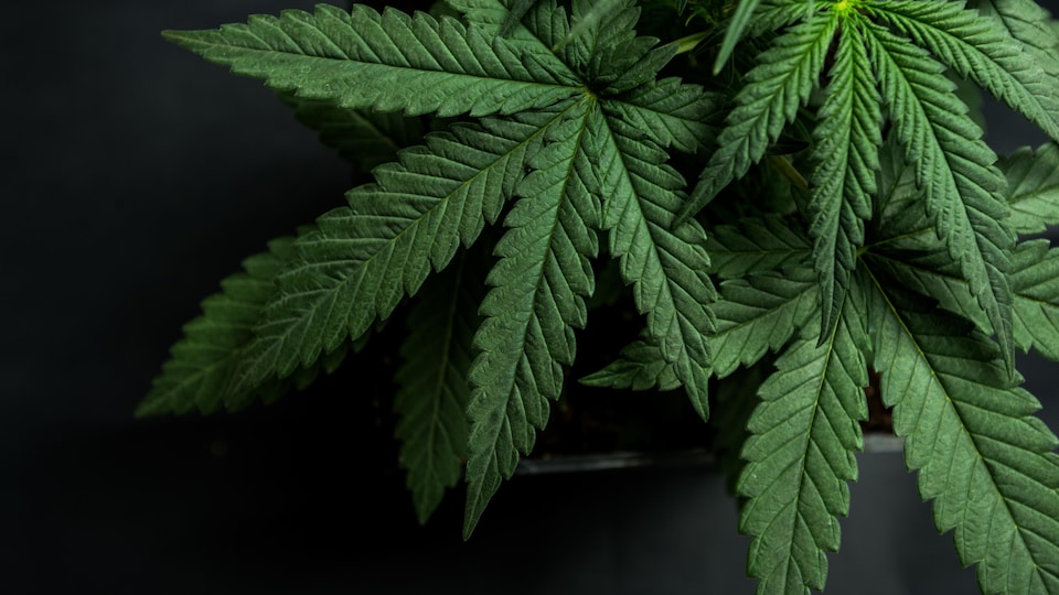 Des feuilles provenant d'un plant de cannabis.