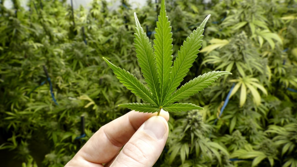 Une main tient une feuille de marijuana dans une serre où poussent des plants de cannabis.