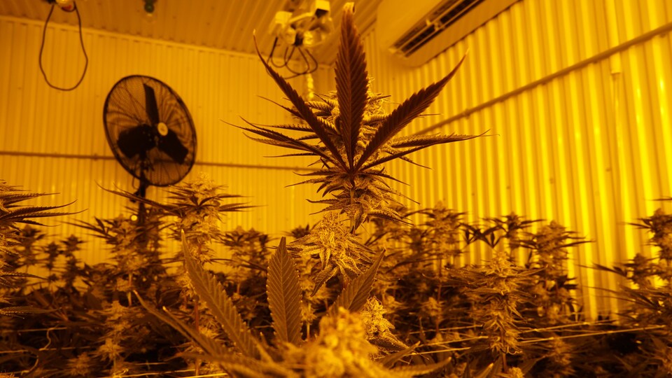 Une plante de cannabis en avant-plan dans une pièce où poussent des dizaines de plants. On voit en arrière-plan un ventilateur.