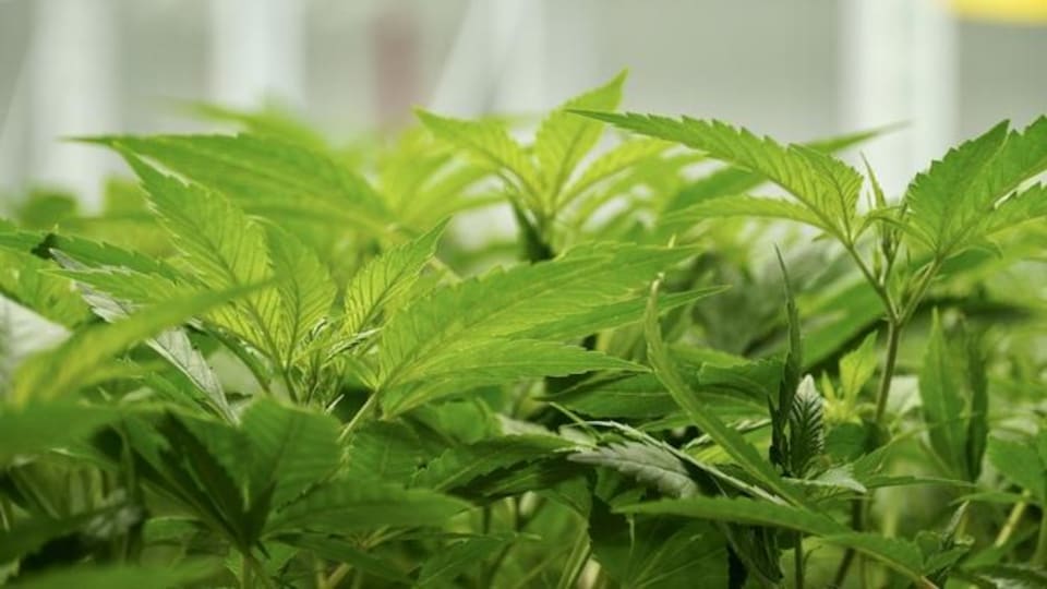 Des feuilles de plants de cannabis.