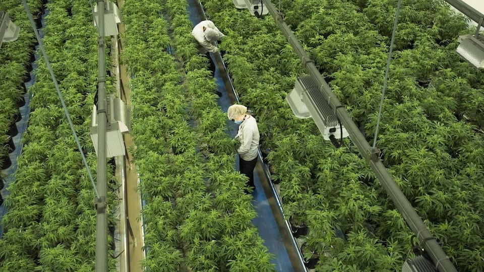 Deux personnes travaillent dans une serre remplie de plants de marijuana.