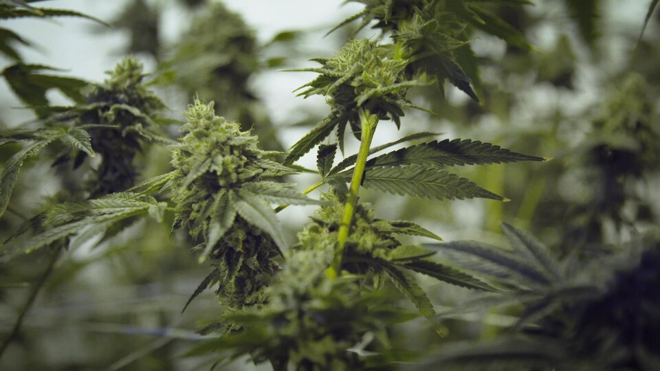 Un gros plan sur des plants de cannabis.