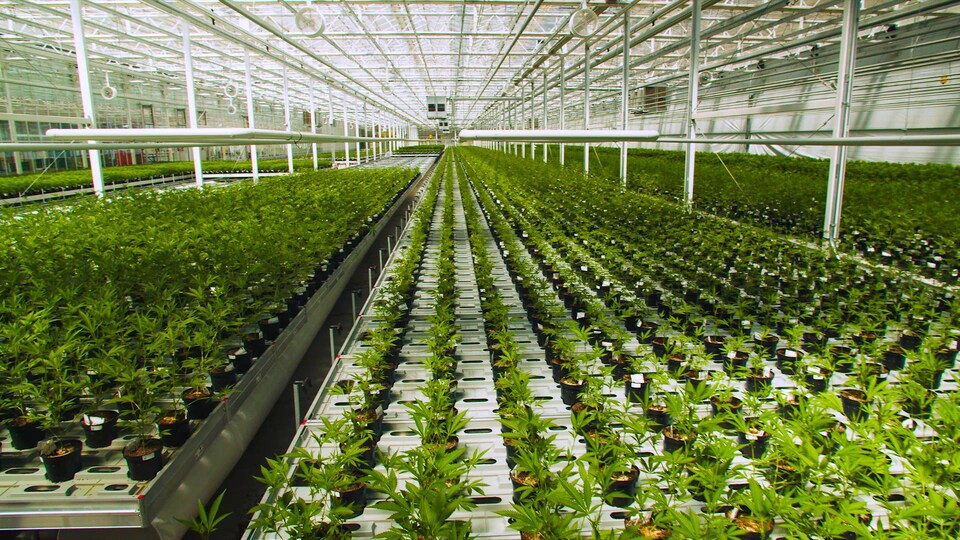 De nombreux plants de cannabis dans une serre.