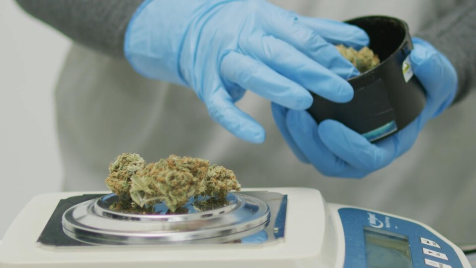 Une tête séchée d'un plant de cannais repose sur une balance numérique. La main gantée d'un technicien de laboratoire dépose un échantillon dans un contenant noir.