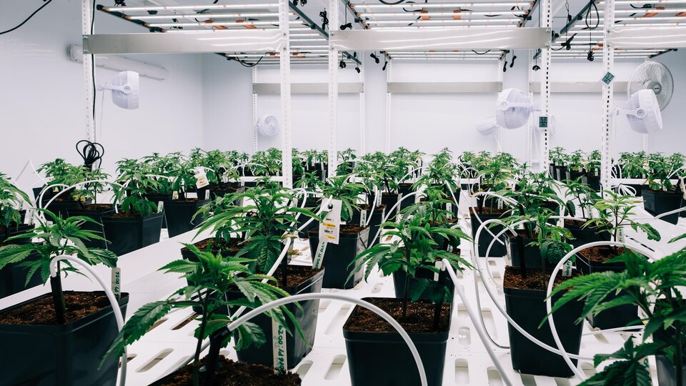 Des plants de cannabis dans une serre.