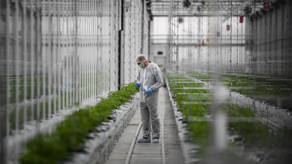 Un ouvrier vérifie des plants de cannabis dans une serre du site de production européen du producteur canadien de cannabis médicinal Tilray, à Cantanhede, au Portugal.