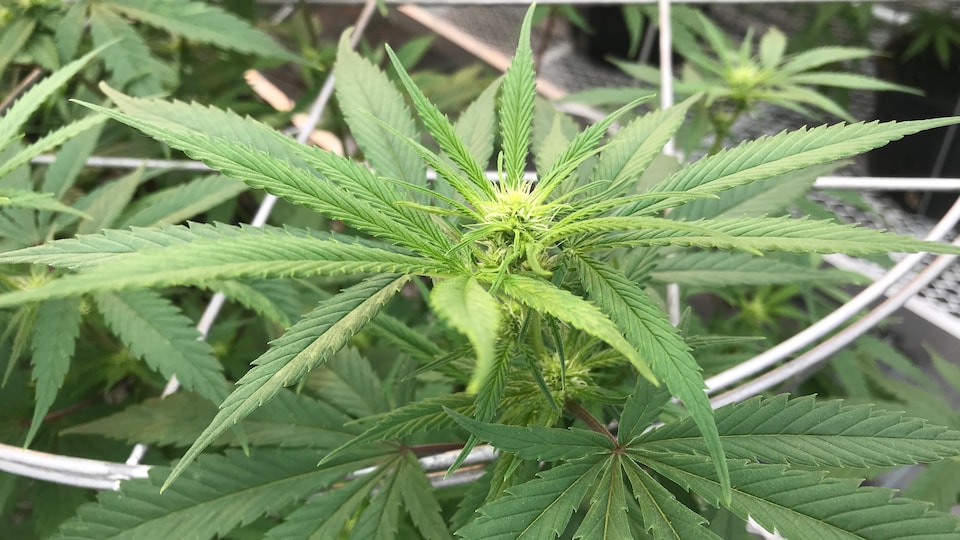 Un plant de cannabis vu de près. Le focus est fait sur le centre de la plante.