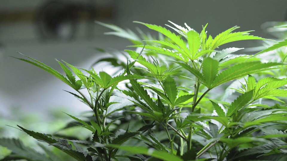 Des plants de cannabis.