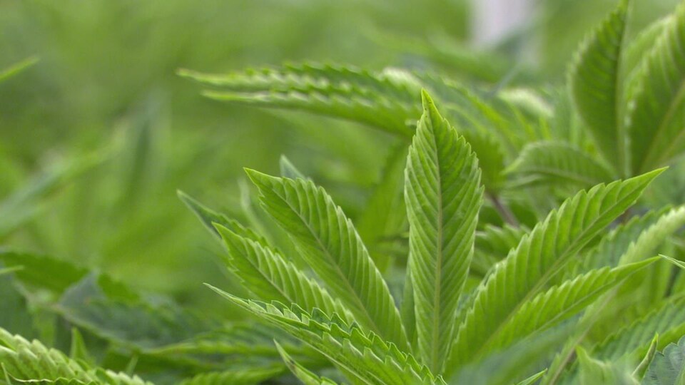 Un plant de cannabis, de près.
