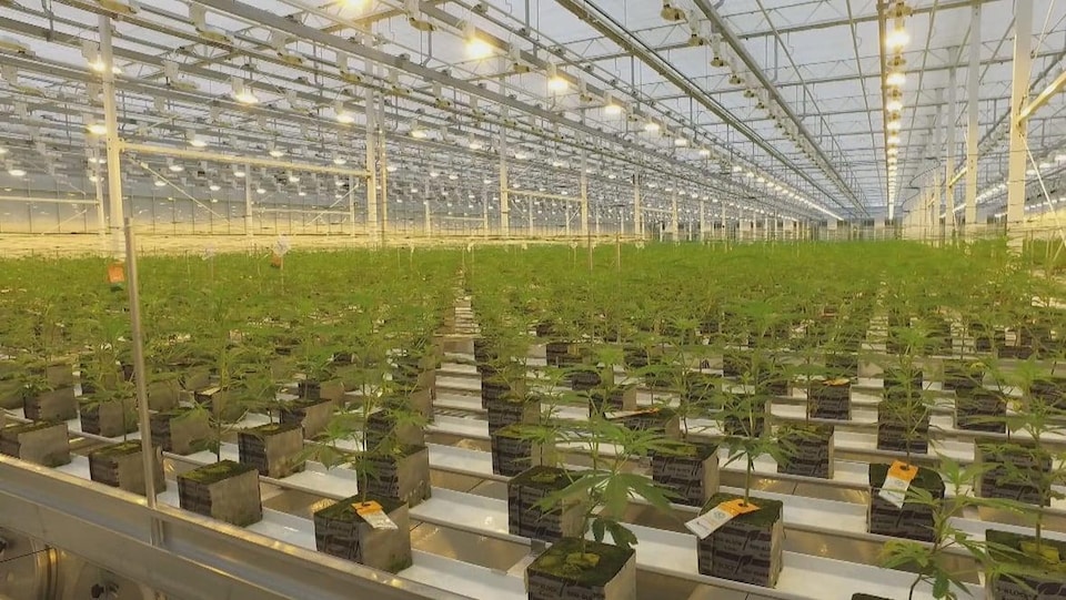 Plan large de l'intérieur d'un hangar fermé avec des plants de cannabis.