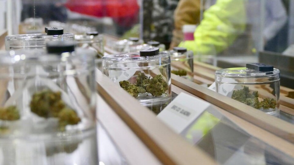 Des échantillons de cannabis sur des présentoirs.