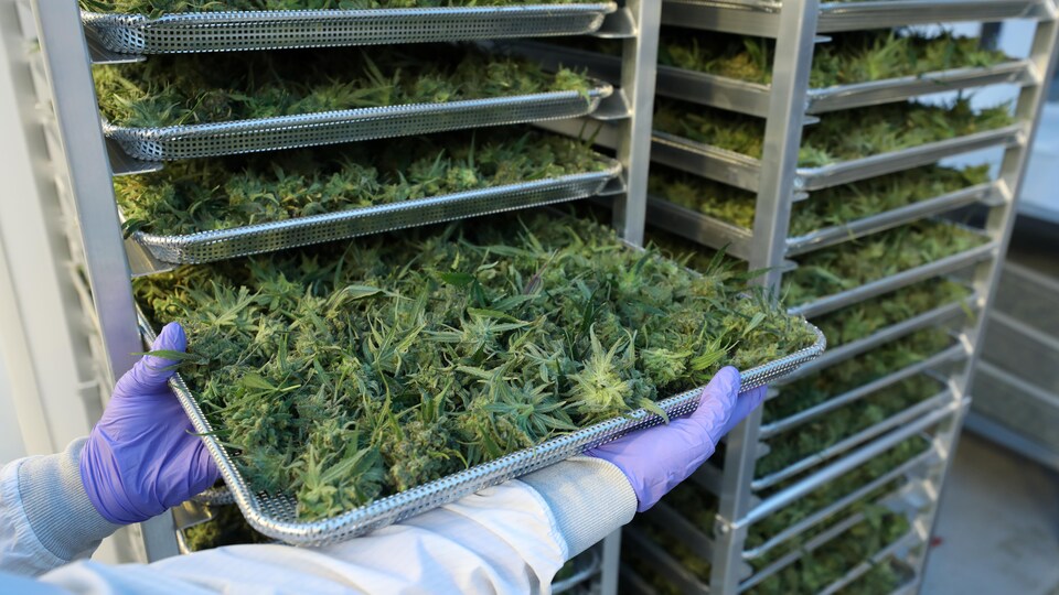 Un employé d'une compagnie de cannabis montre sa production
