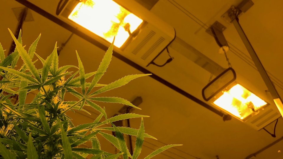 Un plant de cannabis sous une lampe.