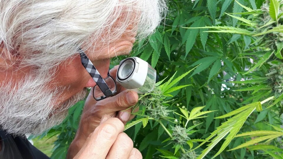 Un homme regarde à la loupe des feuilles de cannabis.