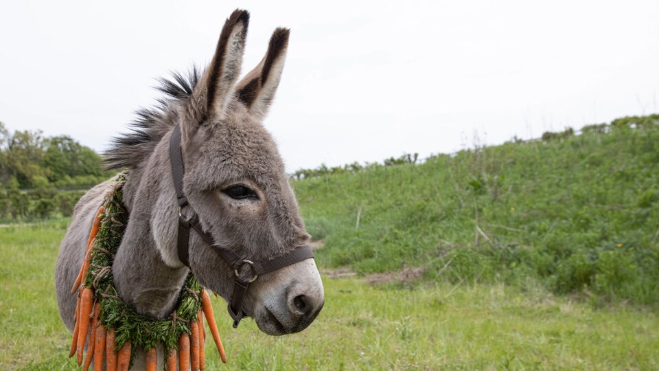 A donkey with a collar of carrots, on a farm.
