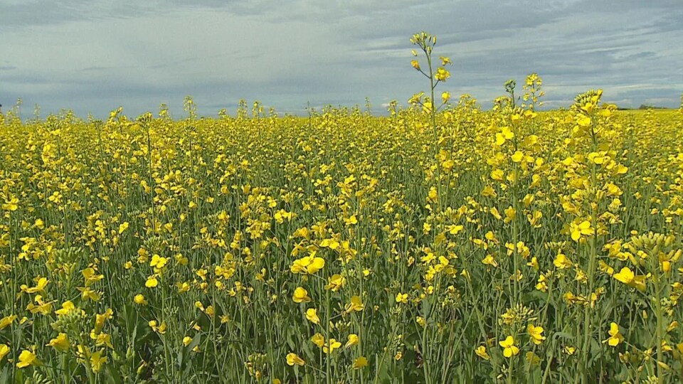 Un champs de canola par temps nuageux.