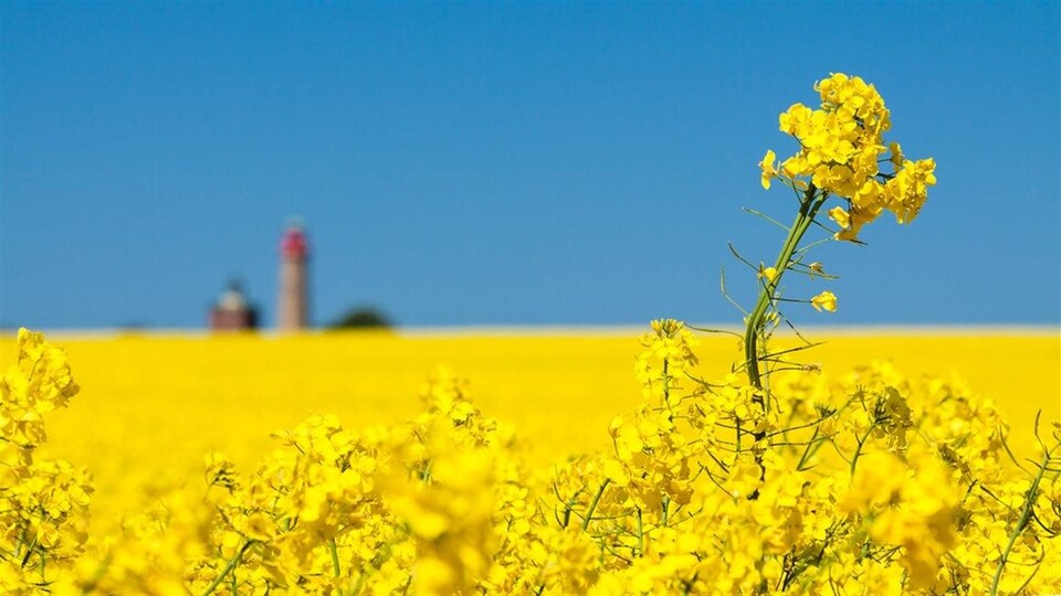 Un champ de canola en fleurs, avec une ferme au loin 