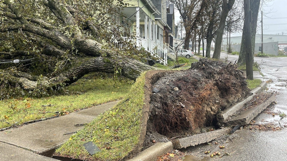 Un arbre déraciné sur un trottoir de ville. 