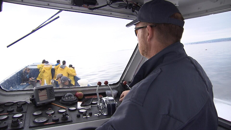 La réglementation restreint l'approche des baleines par les bateaux d'observation.