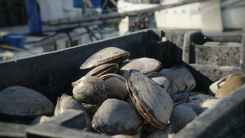 Des mactres de Stimpson récoltés dans un bateau de pêche.