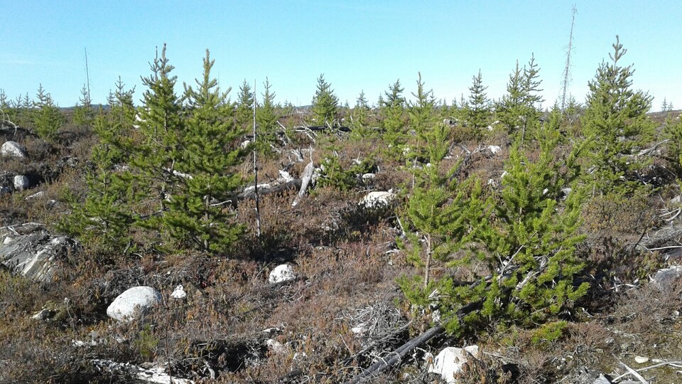Des conifères de plantation dans une zone de déforestation.