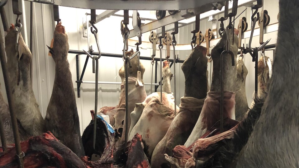 Des carcasses d'orignaux suspendues dans une chambre froide.