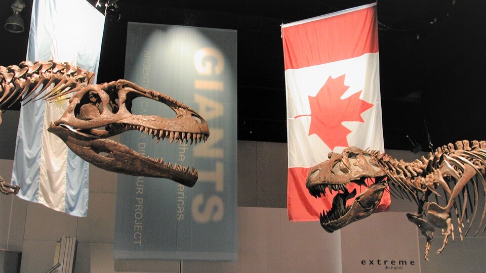 Un squelette de carcharodontosaurus dans un musée, visiblement plus gros que le squelette de tyrannosaure.