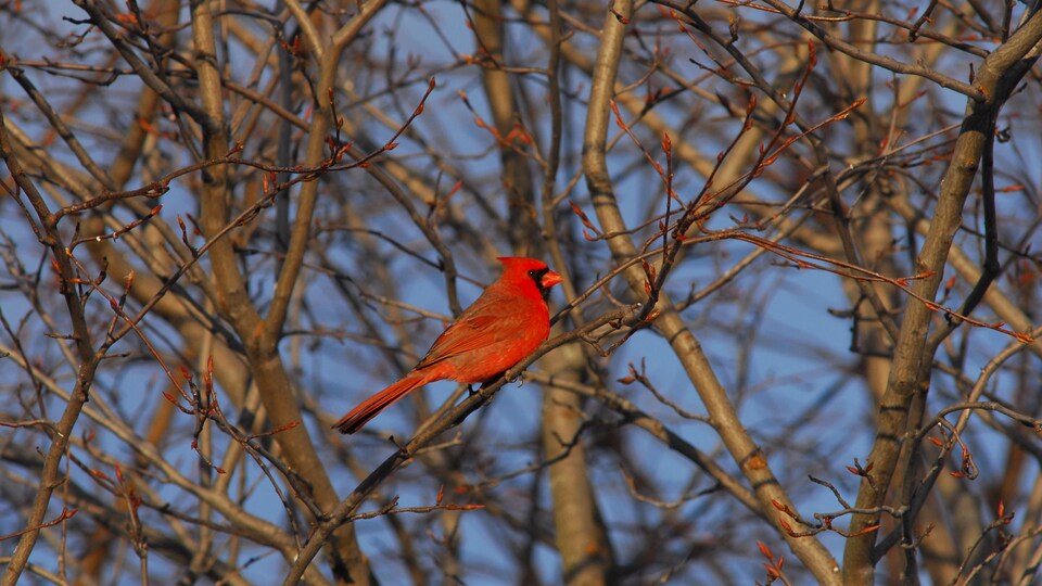 Un cardinal rouge.