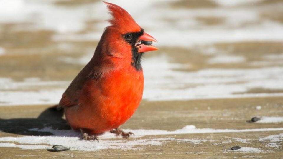 Un cardinal rouge, immobile sur le sol, en hiver.