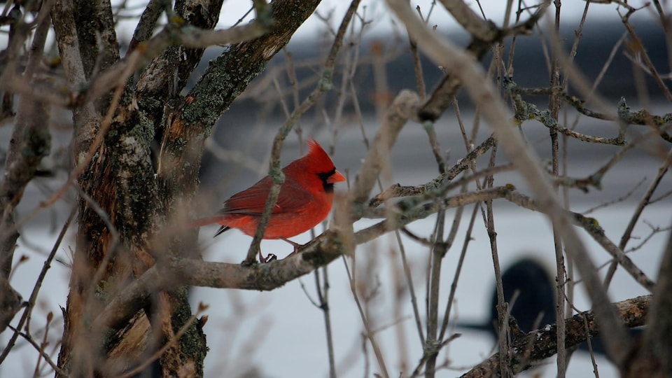 L'observation d'oiseaux l'hiver : une activité captivante