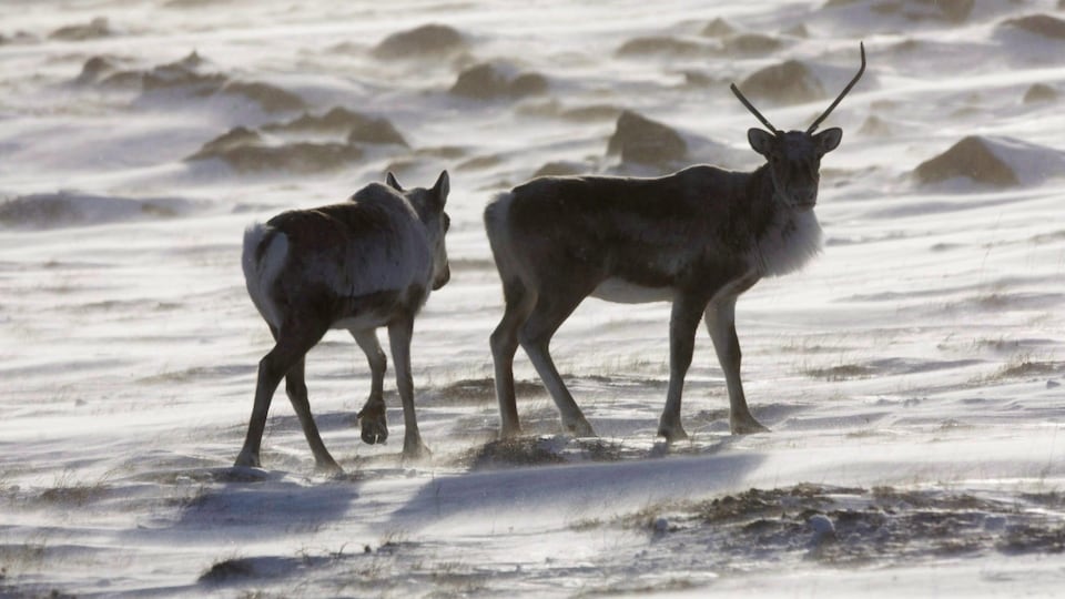 Deux caribous en contre-jour dans la neige.