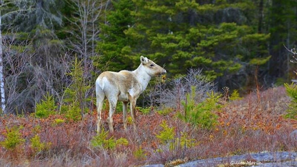 Un caribou forestier.