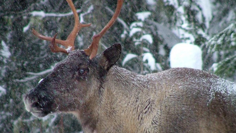Un caribou des montagnes avec de la neige qui tombe
