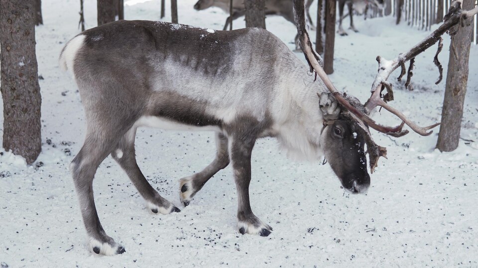 Il s'alimente de pousses au travers de la neige.
