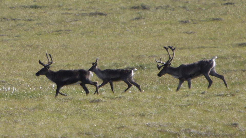 Des caribous se déplacent dans la toundra.