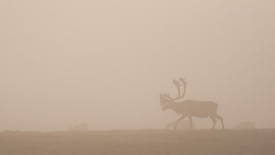 Un caribou dans la brume.