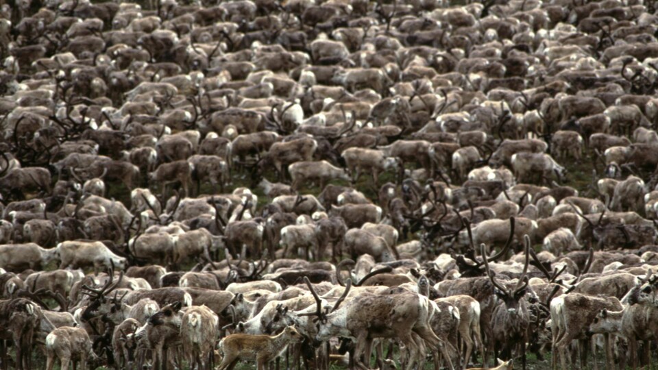 Des caribous du troupeau Porcupine, au Yukon en 2002.