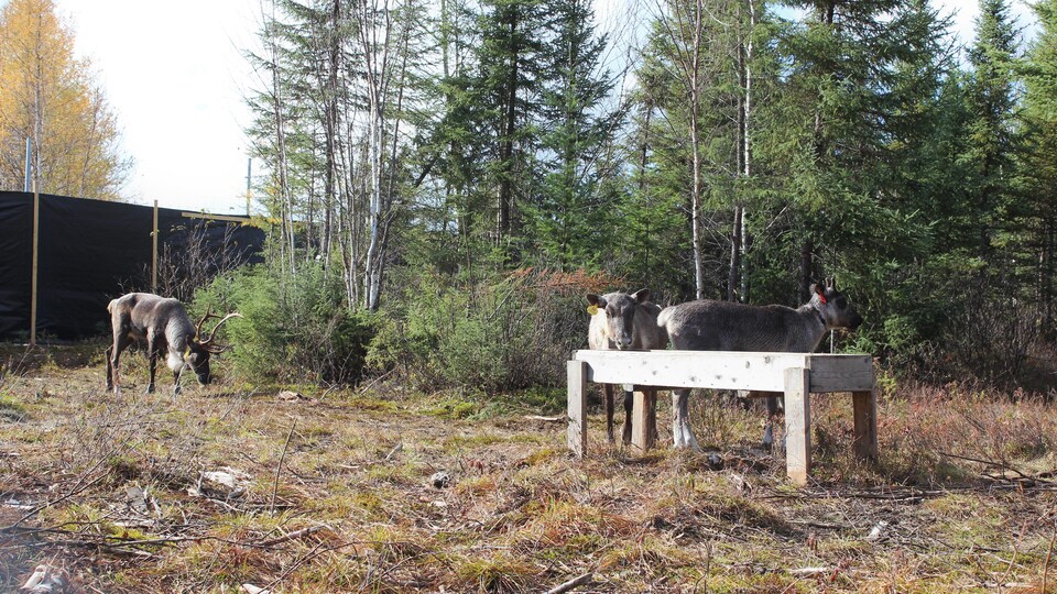 Des caribous devant une mangeoire dans un enclos.