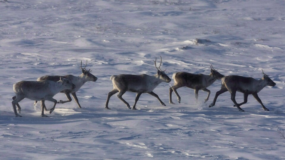 Des caribous sauvages errent dans la toundra du Nunavut. La harde de caribous de la Porcupine, connue pour ses migrations annuelles épiques entre les Territoires du Nord-Ouest et l'Alaska, est en plein essor après une décennie de déclin.