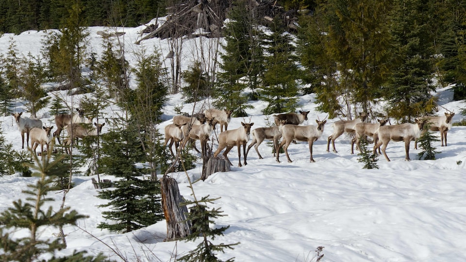 Un troupeau de caribous circulant ensemble dans une jeune forêt enneigée.